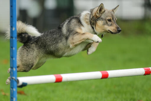 Zweedse-vallhund-agility