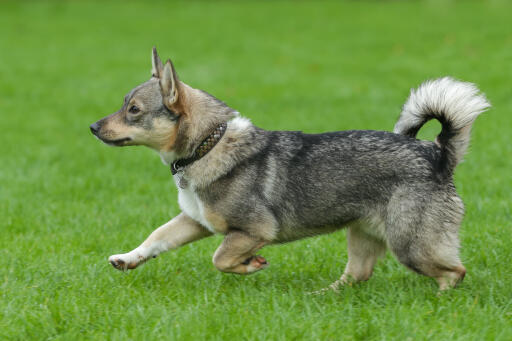 Zweedse-vallhund-run