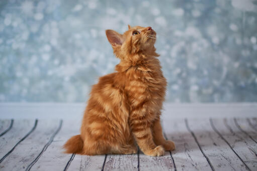 Rode amerikaanse langharige bobtail kat zittend opkijkend