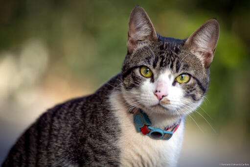 Alerte amerikaanse draadhaar kat met een blauwe en rode halsband buiten