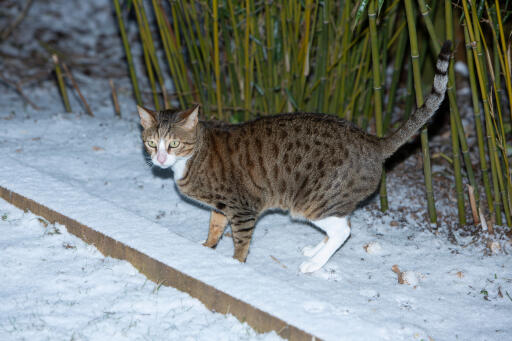 Tabby arabische mau kat in de Snow