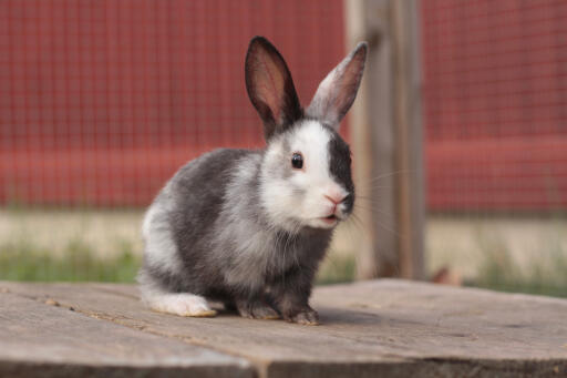Baby harlekijn konijn zittend op een houten platform.
