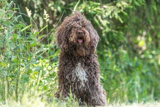 Barbet hond met een mooie gekrulde vacht op het platteland