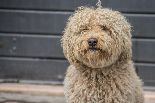 Barbet hond met een Golden krullende vacht zit te wachten op instructies