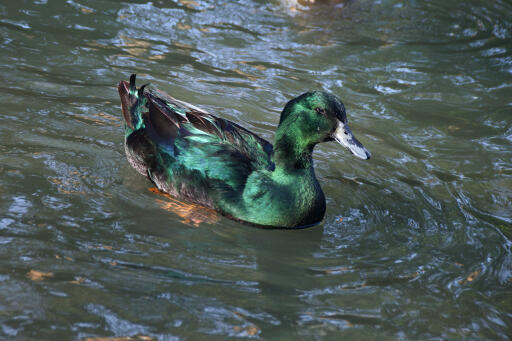 Zwarte oostindische eend op het water