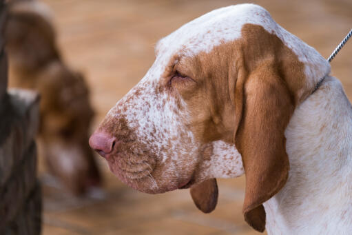 Close up van bracco italiano hoofd zijprofiel