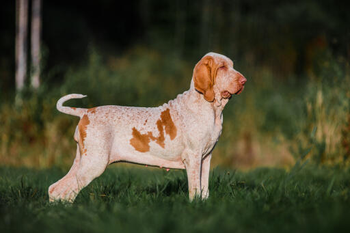 Bracco italiano hond staande in een veld