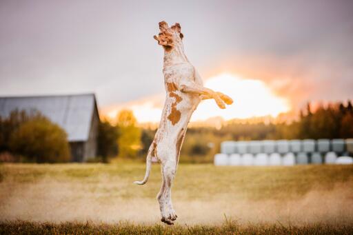 Bracco italiano hond springend in een veld bij zonsondergang