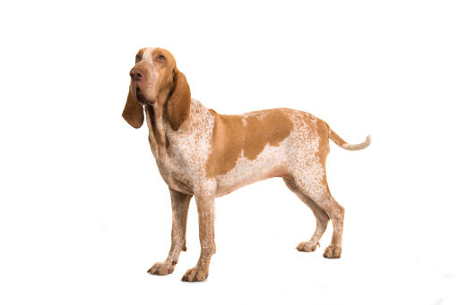 Bracco italiano hond, alert en geconcentreerd.