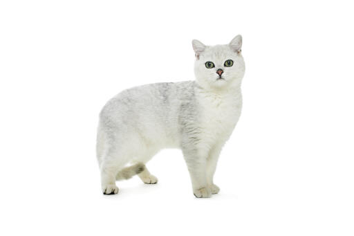 Britse korthaar getipte kat tegen witte achtergrond