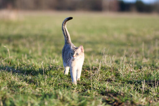 Burmilla kat met zijn staart omhoog wandelend in de buitenlucht