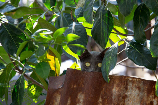 Een mooie korat kat met druifgroene ogen