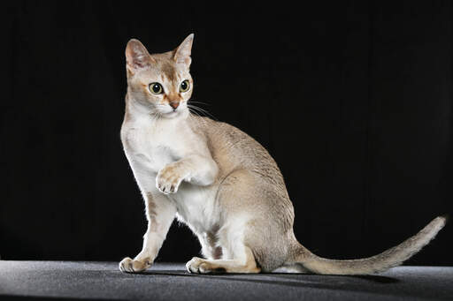 De singapura kat heeft een klein atletisch lichaam