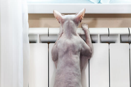 Een brutale sphynx kat die uit het raam probeert te kijken