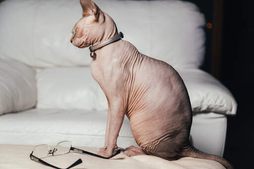 Een gelukkige sphynx kat die zit