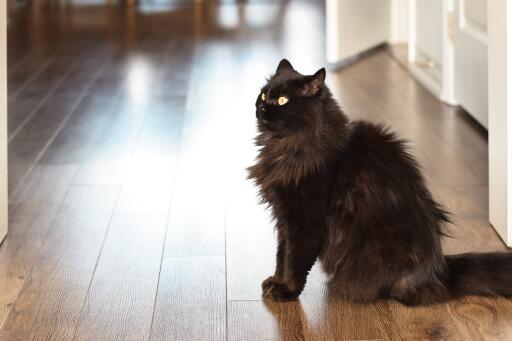 Chantilly kat zittend zijprofiel op een houten vloer