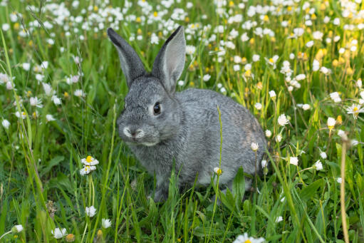 Chinchilla konijn in het gras.