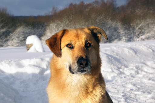ChiNook hond gezicht close up in de Snow