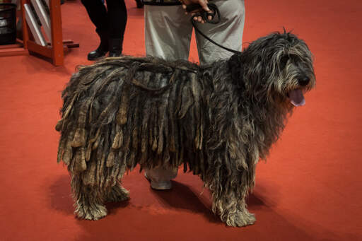 Een bergamasco die pronkt met zijn Goed verzorgde koordvacht