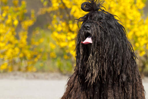 Een close up van een bergamasco's prachtige lange zwarte koordvacht