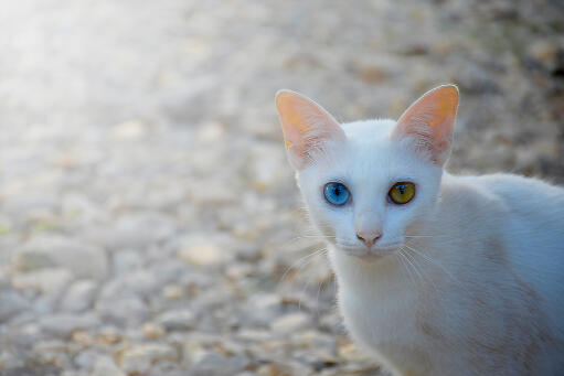 Khao manee kat op de weg