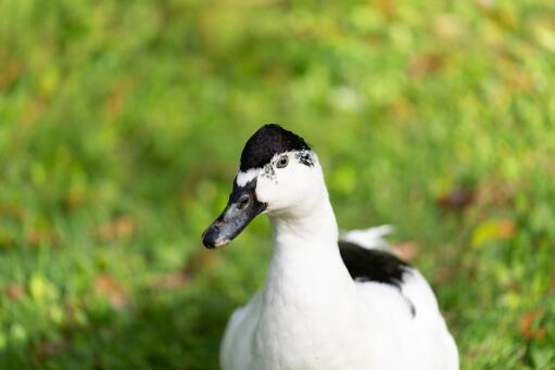 Ekster eend op het platteland