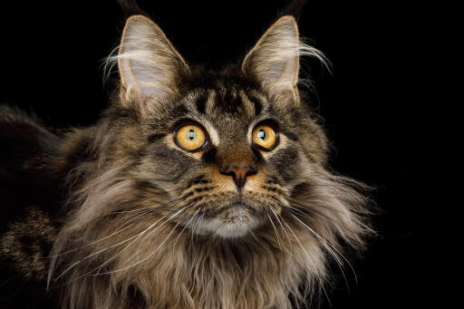 Close up van maine coon kat met intense uitdrukking