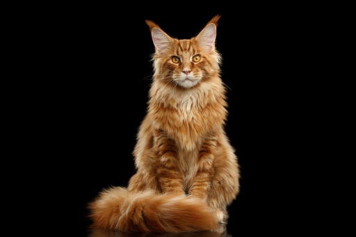 Maine coon Kattenrassen