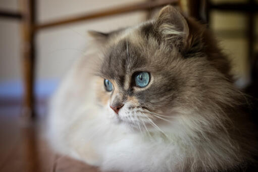 Pluizige napoleon kat met blauwe ogen close-up