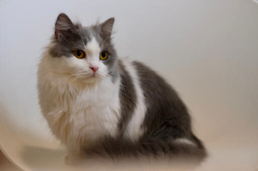 Grijze en witte napoleon kat comfortabel zittend