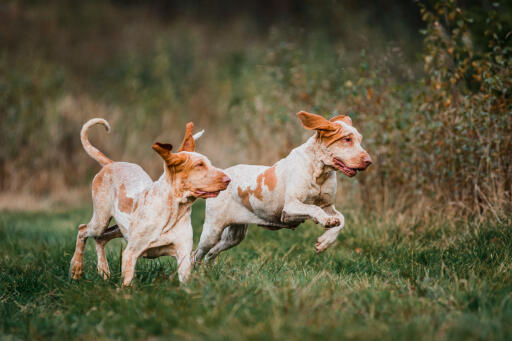 Paar bracco italiano spelende honden in een veld