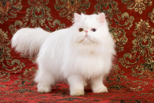 Perzische kat met vreemde ogen tegen een achtergrond van uitvoerige stof