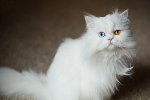 Pluizige perzische kat met vreemde ogen die omhoog kijkt...