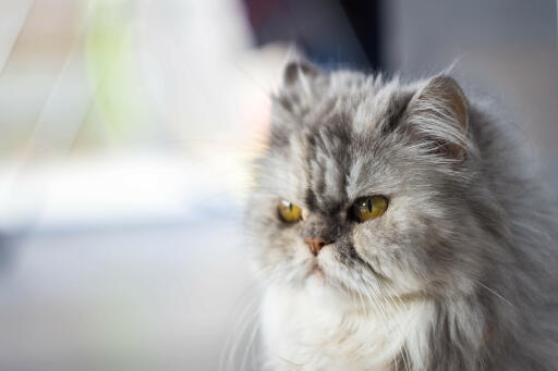 Perzische tinnen kat close-up van gezicht
