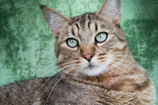 Close up van pixie bob kat tegen een groene achtergrond