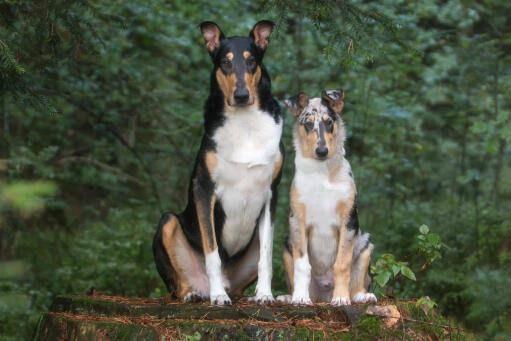 Gladde-collie-vader-en-zoon