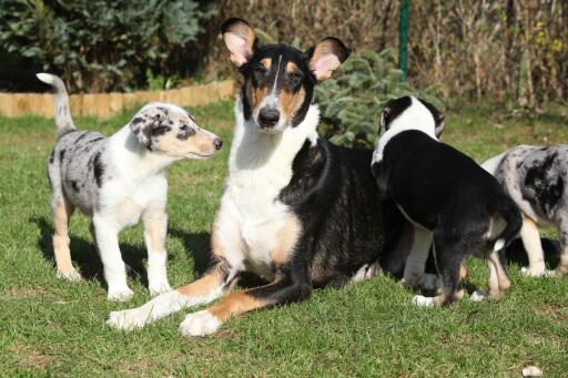 Gladde-collie-met-puppies