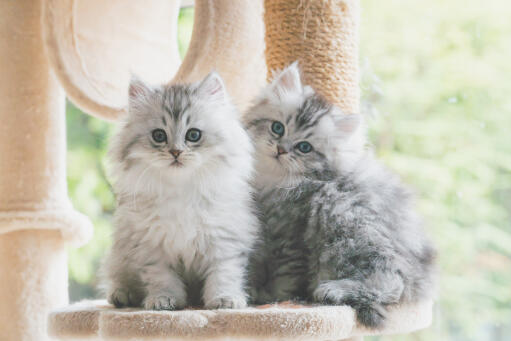 Twee zilver tabby perzische kitten zitten in een kat boom