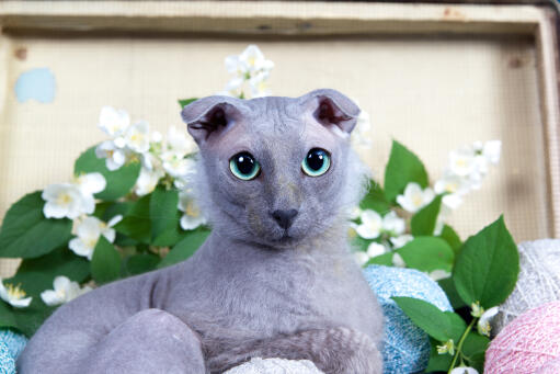 Grijze ukraanse levkoy kat met grote blauwe ogen