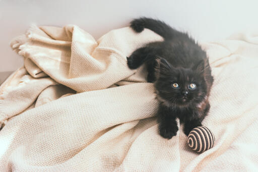 York chocolade kitten op een deken