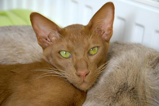 Een licht cinnamon oosterse kat