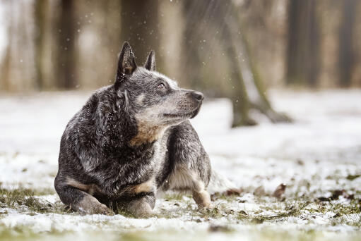 Een wolfachtige australische herdershond uit in de Snow