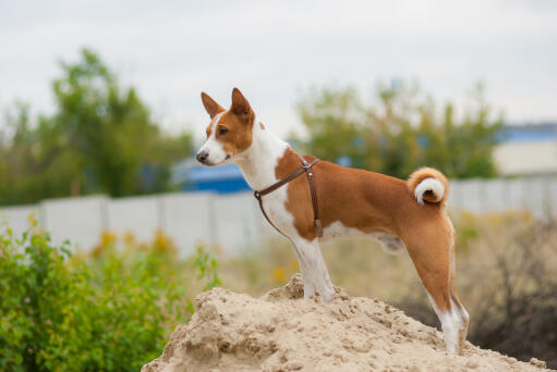 Een lieve, kleine basenji met een mooie krulstaart, en spitse oren