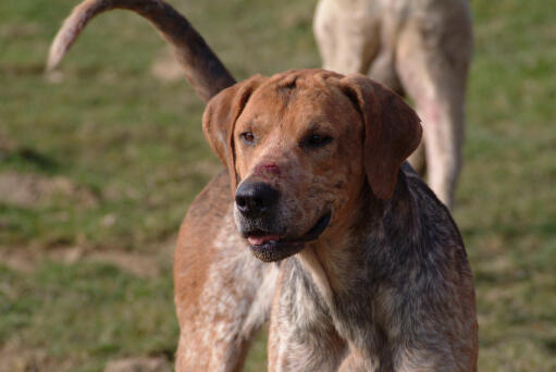 De mooie, dikke vacht van een engelse foxhound