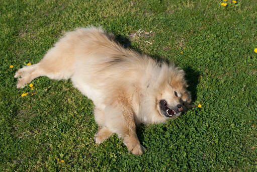 Een eurasier met een mooie dikke zachte vacht die op het gras ligt