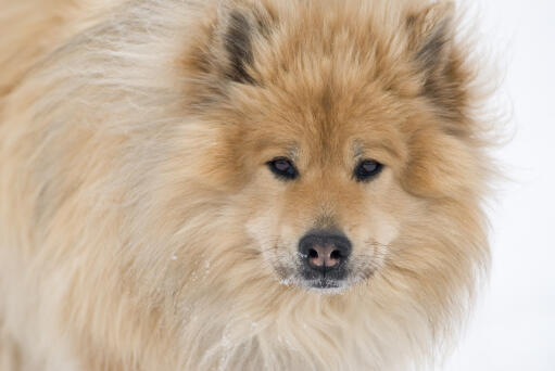 Een close up van een eurasier's ongelooflijke dikke zachte vacht en wolfachtige ogen