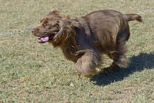 Een sussex spaniel rent op volle snelheid over het gras