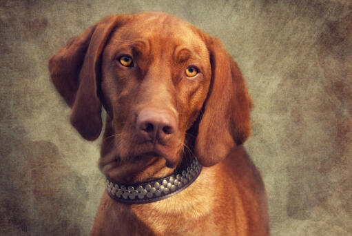 Een close up van een vizsla's mooie, grote, flaporen en korte rode vacht