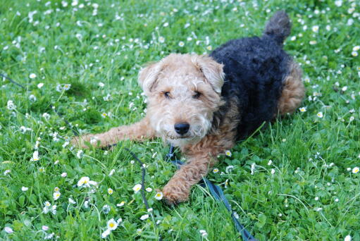 Een kleine welsh terrier, klaar om met zijn baasje te spelen