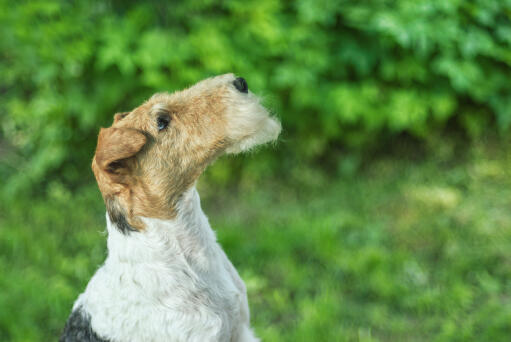 Een draad fox terrier pronkend met zijn mooie, lange neus en draadachtige baard